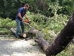 Best Lot and Land Clearing  in Grand Terrace, CA