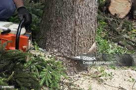 Best Hazardous Tree Removal  in Grand Terrace, CA