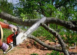 Best Tree Maintenance Programs  in Grand Terrace, CA