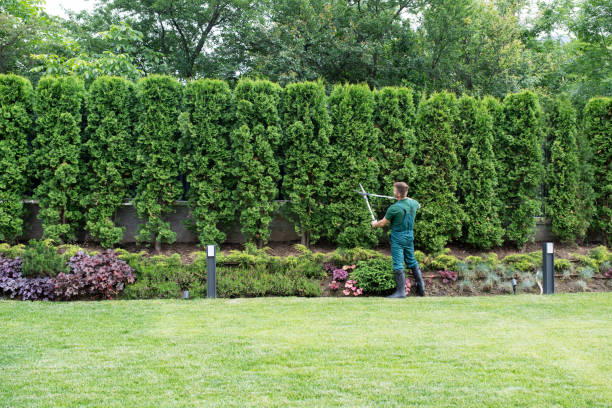 Best Weed Control  in Grand Terrace, CA