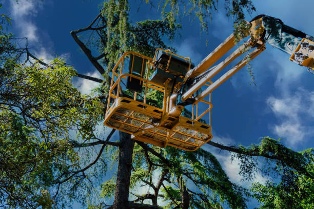 Best Root Management and Removal  in Grand Terrace, CA