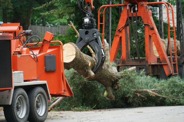 How Our Tree Care Process Works  in  Grand Terrace, CA