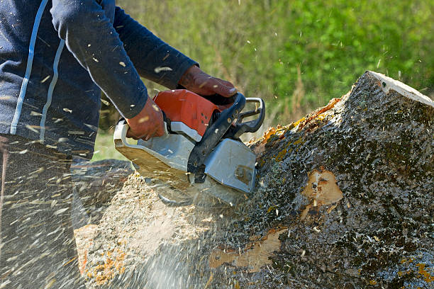 Best Tree Trimming and Pruning  in Grand Terrace, CA